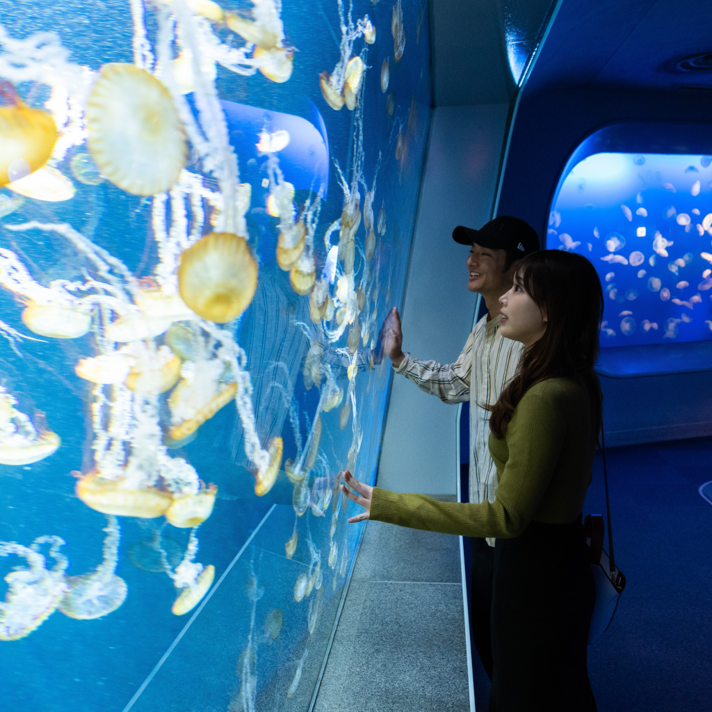 新江ノ島水族館 前売り入場チケット