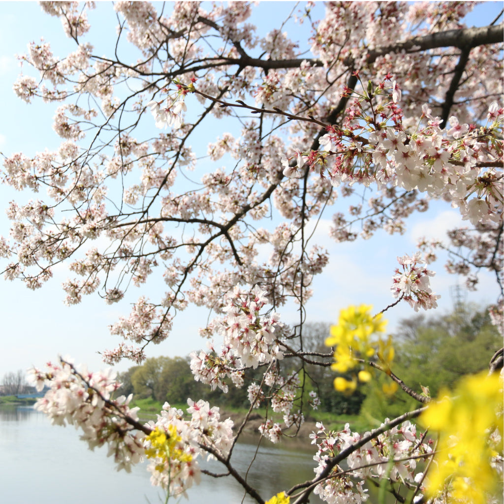 【埼玉県白岡市】アソビュー!ふるさと納税クーポン