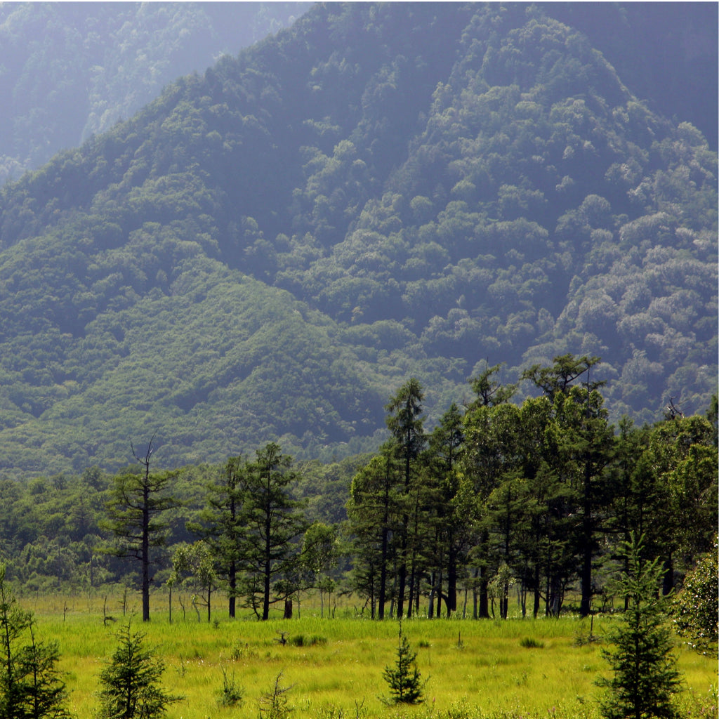 【栃木県日光市】アソビュー!ふるさと納税クーポン