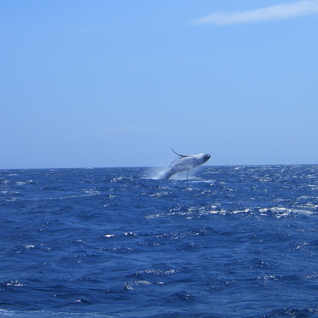 【鹿児島県龍郷町】アソビュー!ふるさと納税クーポン