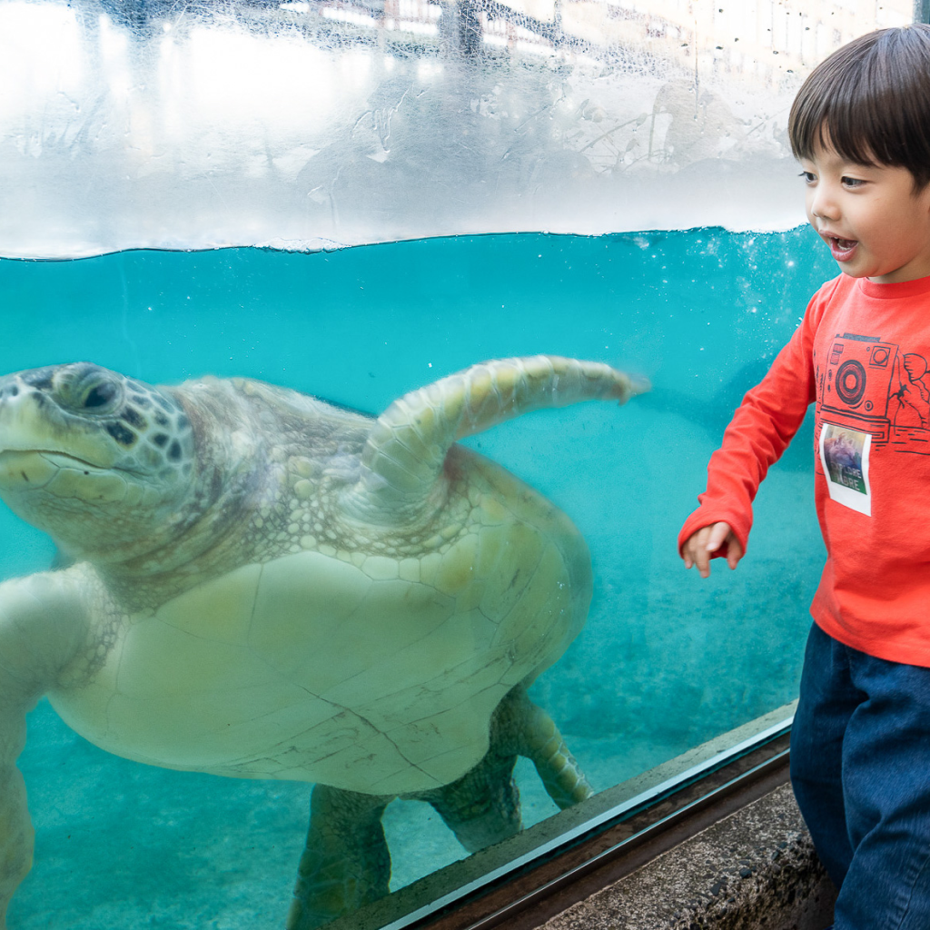 新江ノ島水族館 前売り入場チケット