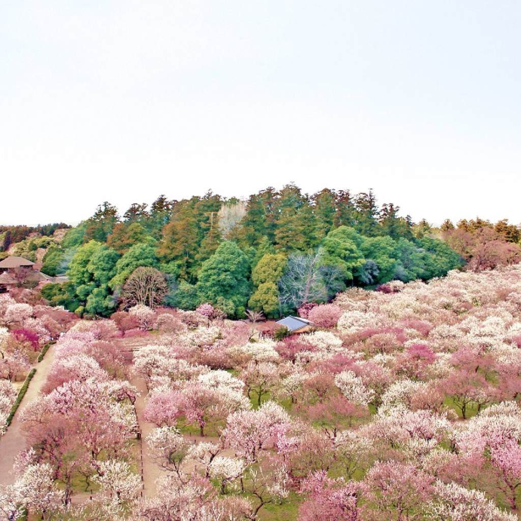 【茨城県】アソビュー!ふるさと納税クーポン