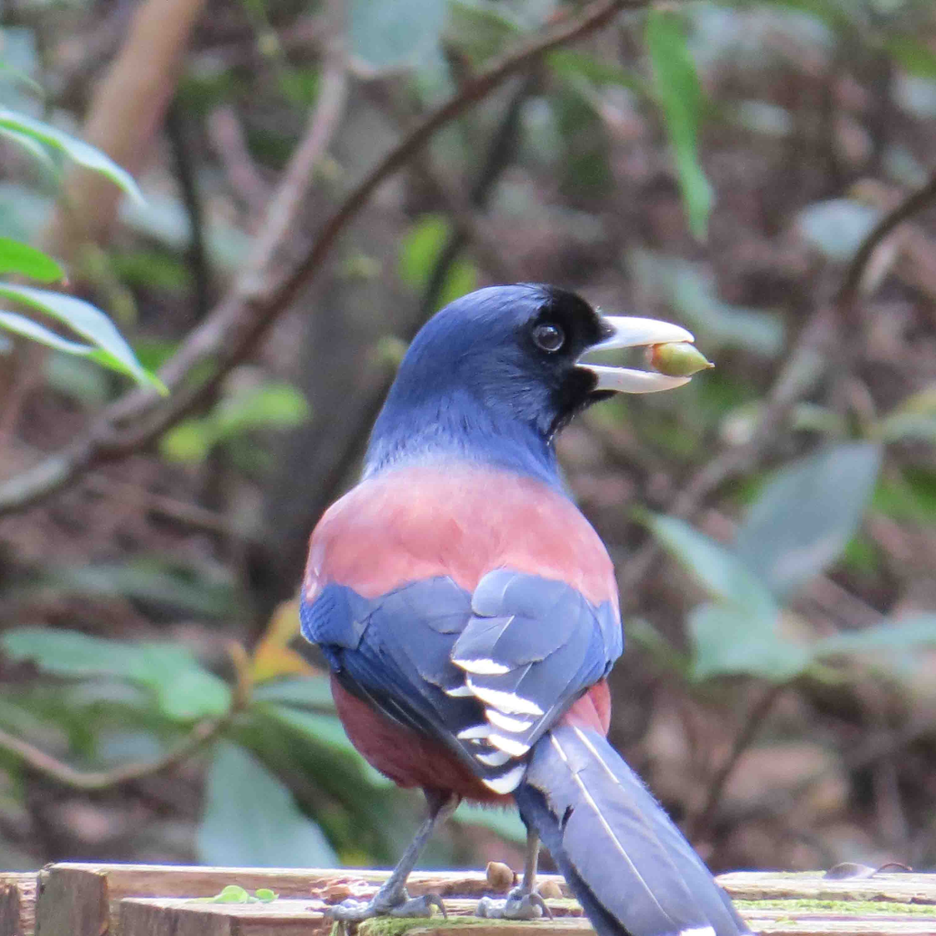 【鹿児島県龍郷町】アソビュー!ふるさと納税クーポン