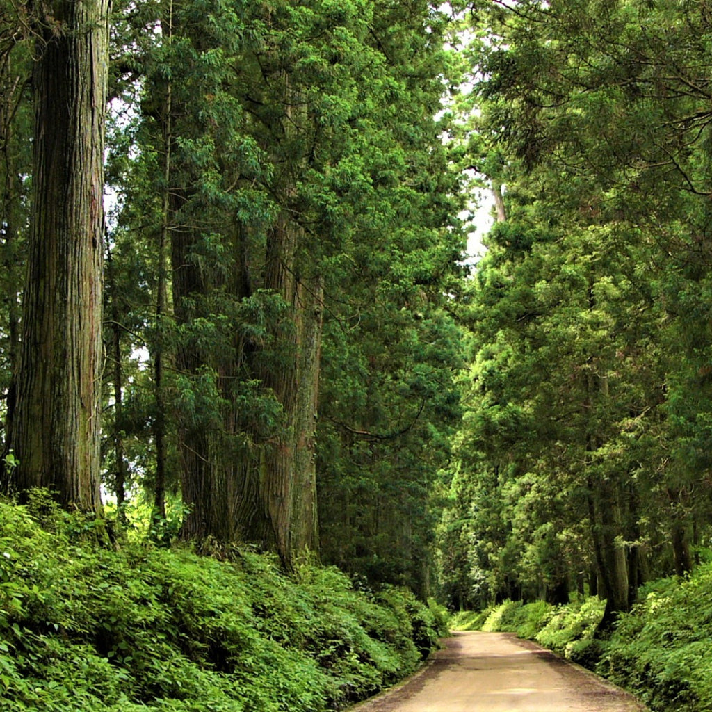 【栃木県日光市】アソビュー!ふるさと納税クーポン