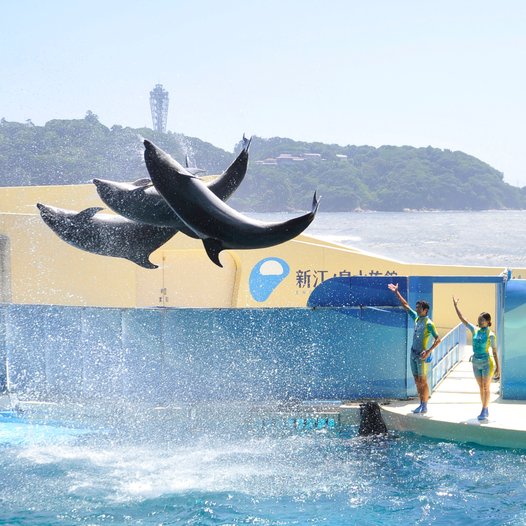 新江ノ島水族館 前売り入場チケット