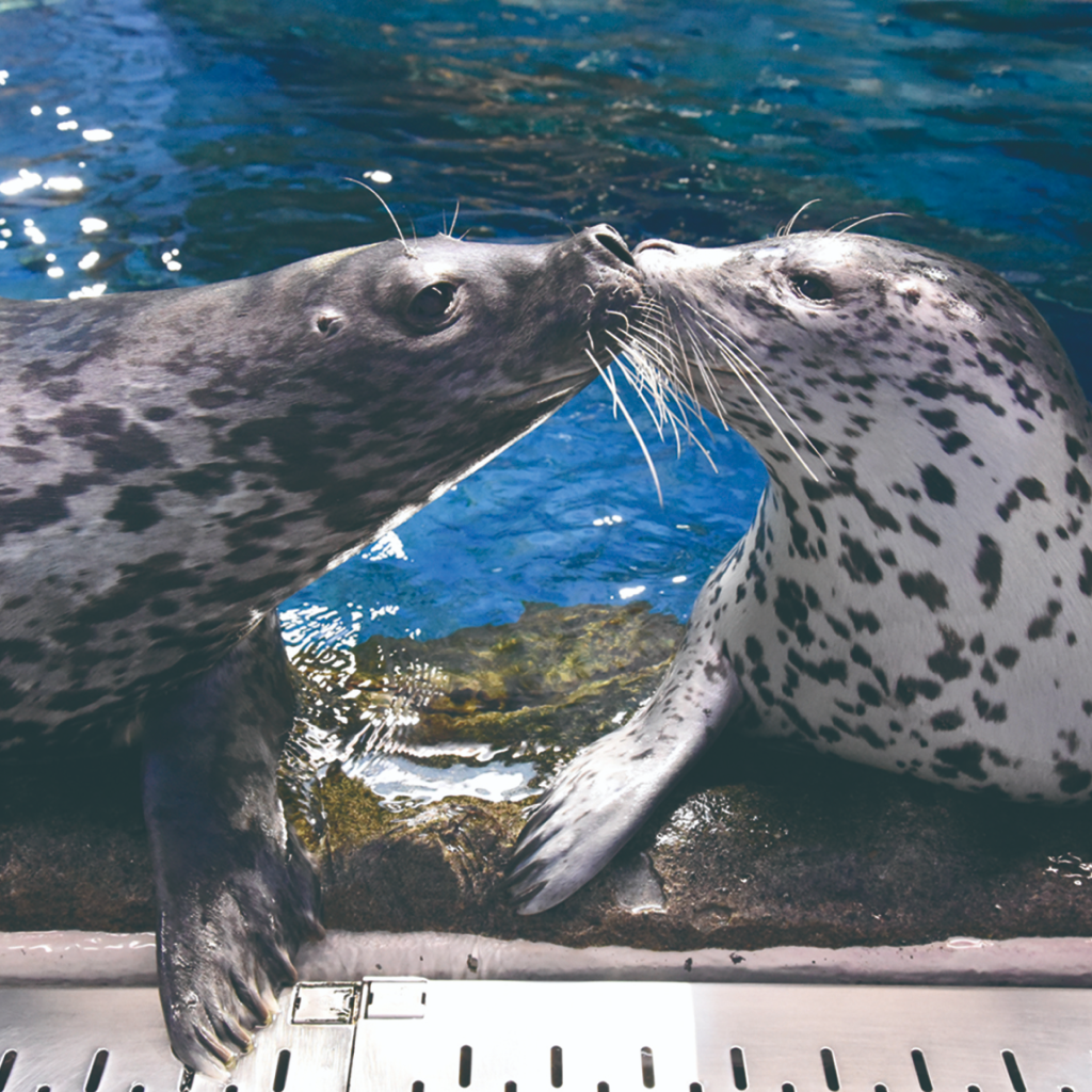 新江ノ島水族館 前売り入場チケット