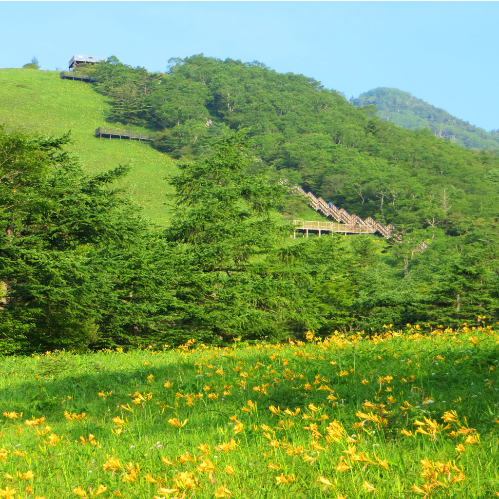 【栃木県日光市】アソビュー!ふるさと納税クーポン