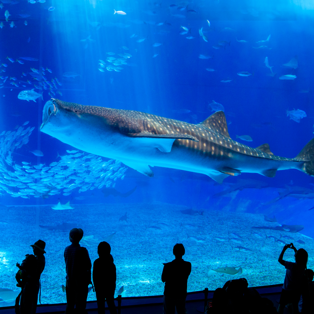 沖縄美ら海水族館 WEBチケット(入館券)