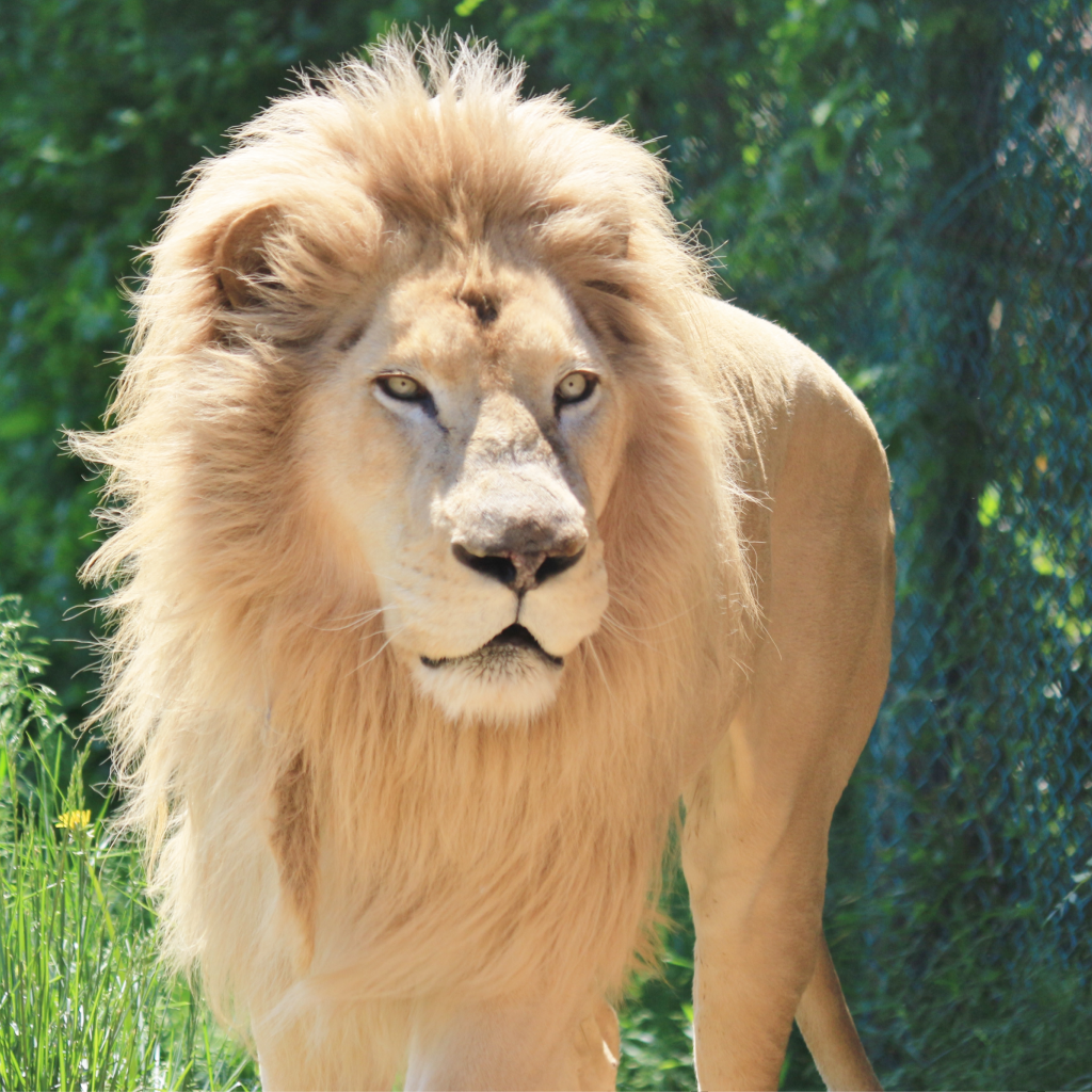 那須サファリパーク 前売り入園券