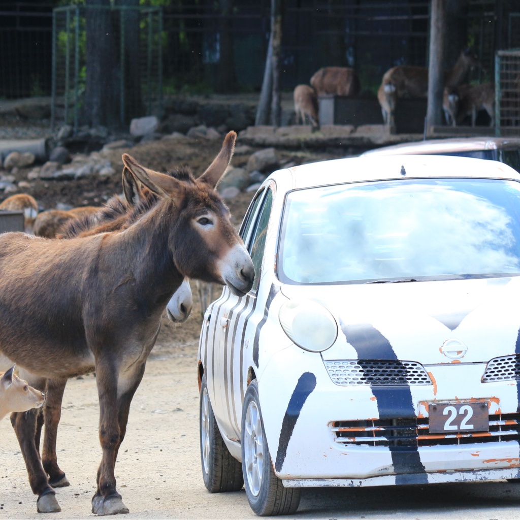 那須サファリパーク 前売り入園券