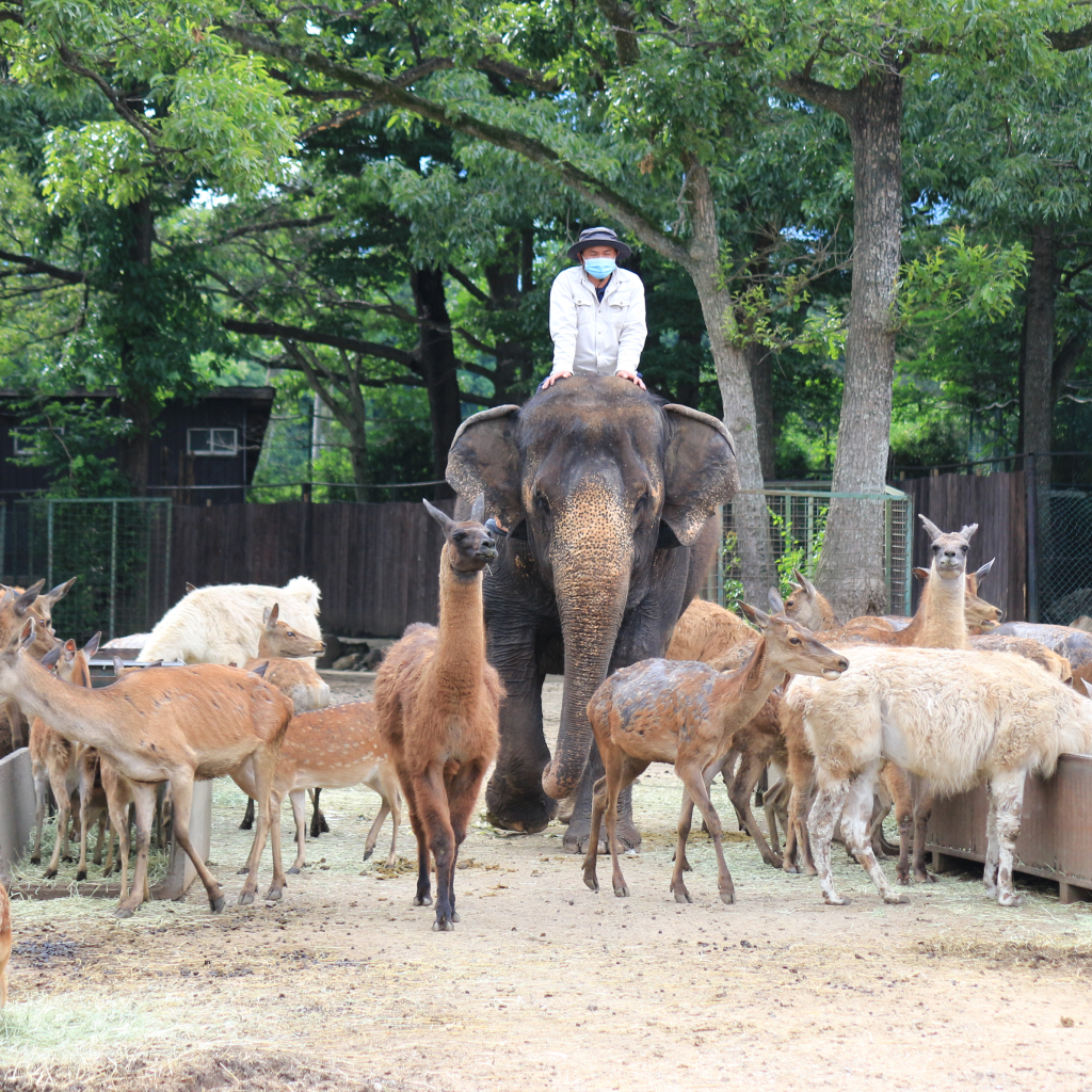 那須サファリパーク 前売り入園券