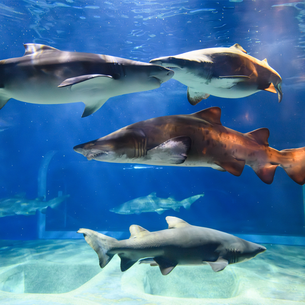 アクアワールド茨城県大洗水族館 入館チケット