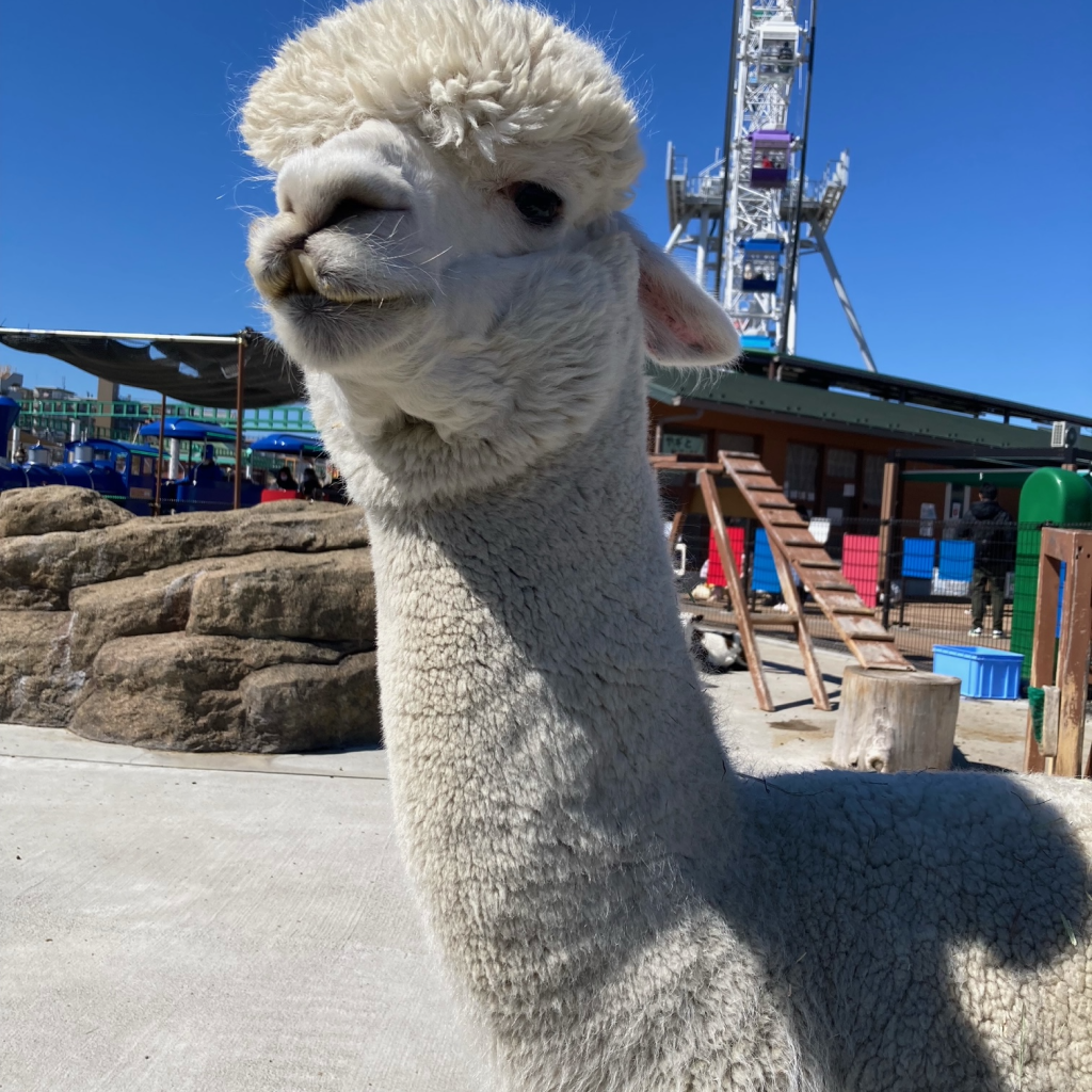 あらかわ遊園　フリーパス　入園券